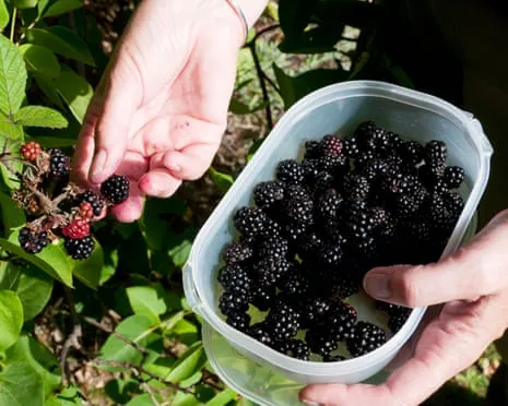Wanted: Tasty Baked Goods to Put to Good Use a Glut of Handmade Jam